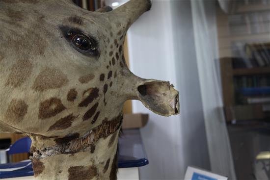 A taxidermied giraffe head and neck, fondly known as Humphry, length 6ft 3in.